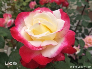 大花月季（Grandiflora Roses，简称Gr)