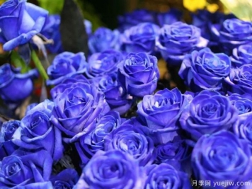 蓝色妖姬月季花，是神话还是现实？