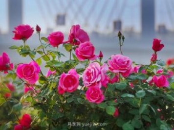 中国月季之乡：南阳石桥