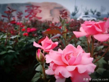 月季名园：北京爱情海玫瑰文化博览园