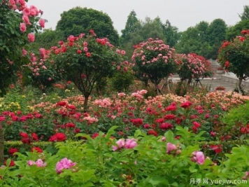 月季名园：杭州花圃月季园(莳花广场)