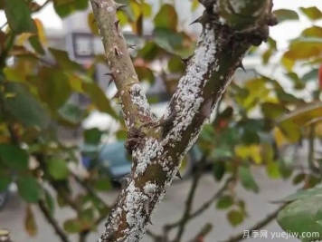树状月季的桑盾蚧虫害有哪些伤害害，该如何防治？