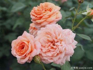 路易斯克莱门茨月季/门兹月季