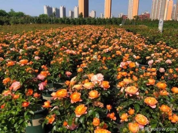 济南玫瑰市花文化和月季景观