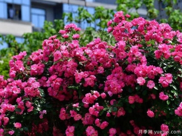 武汉新增多条绝美月季花道，江城处处花海景观