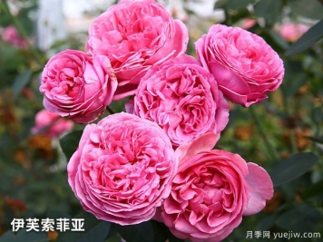 伊芙索菲亚月季