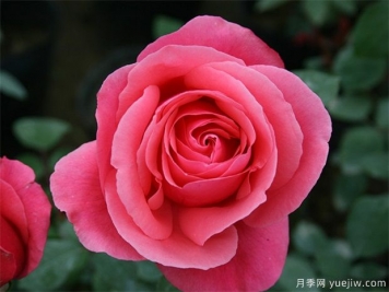 rose是什么，玫瑰和月季的区别到底在哪！