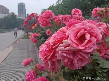 邯郸月季市花文化和景观图集