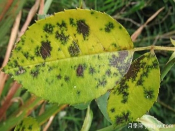 深秋天季节月季出现斑点的病害原因与防治