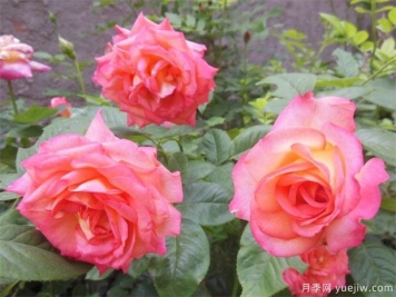 沈阳玫瑰市花文化和月季景观