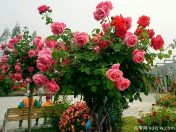淮北月季市花文化和景观图集