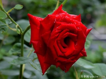 2023年情人节十大玫瑰品种销量榜，卡罗拉位居首位