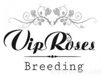 月季育种家：荷兰VIP Roses月季苗圃
