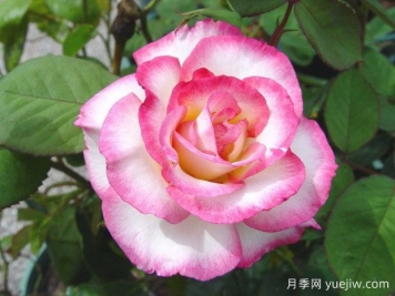 亨德尔月季 亨德尔月季