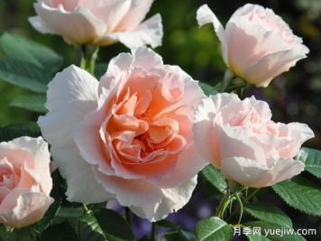 月季育种家：法国Dorieux玫瑰苗圃(多里尔)