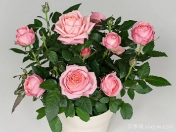 阿黛尔柯德娜月季