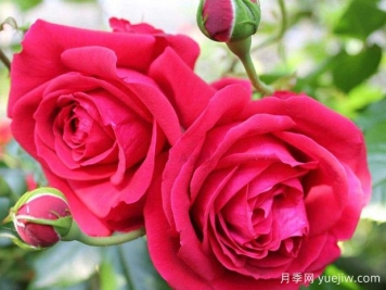大家都知道玫瑰花可以食用，那么月季花可不可以食用呢？