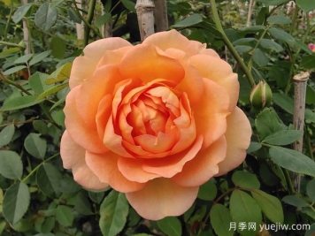 中国月季：欧洲玫瑰花的祖宗，为世界园艺做出了巨大贡献