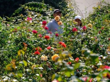 南宁花卉公园3万株月季入盛花期，市民闻香而来