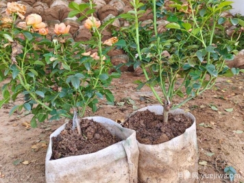 盆栽月季多年不换盆，3个办法也能保持生长旺盛