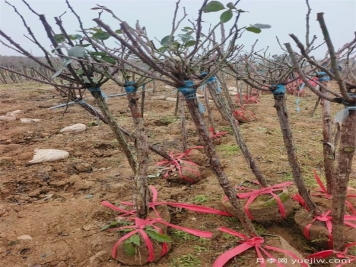 1000棵精品3公分月季树出发安徽绿化
