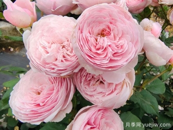 19朵粉色玫瑰花语是什么？