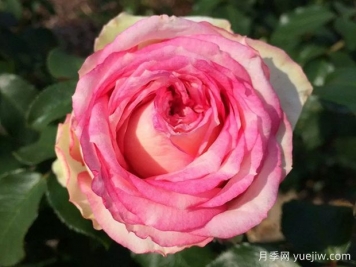 我的玫瑰月季/我的花