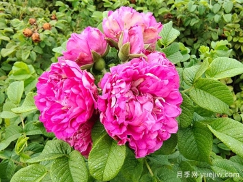 紫枝玫瑰，一年多次开花的绿化玫瑰
