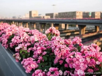 杭州高架月季实现定期开花，是如何进行花期调控的？