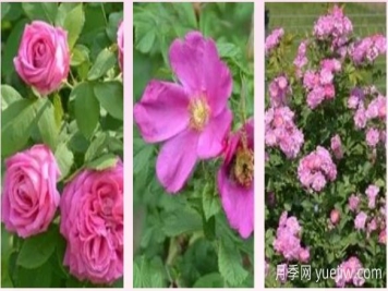 轻松区分月季、玫瑰和蔷薇ROSE三姐妹，不再迷茫于爱情花海