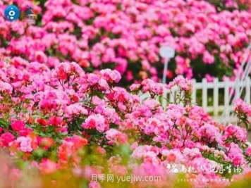 2024年第二届杭州市月季花展举办，赏500万株月季