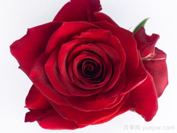 斯卡拉塔月季/斯嘉丽