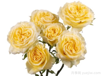 斐波那契蒙娜丽莎月季