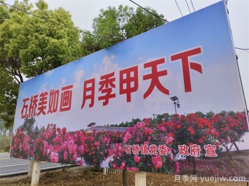 月季花美了一座城，世界月季洲际大会给南阳带来了什么？