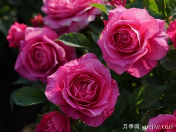茜桃凝粉月季