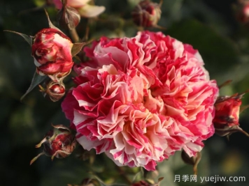 燕脂月季