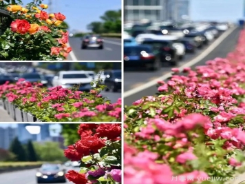 北京月季花开满城，一路繁花相伴美好