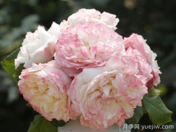 极光咏叹调月季
