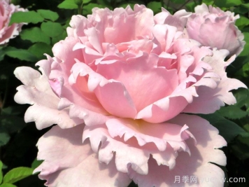 索菲罗莎月季/苏菲罗莎