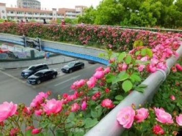四月盛放的月季时间，湖北宜昌给你的专属浪漫花园