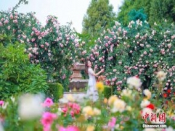 成都玫瑰花海吸引游客 汇集世界各地700余种顶级玫瑰