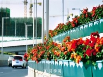 郑州2021年打造37公里月季高架路桥