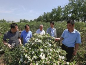 唐河唐栀子，地标农产品成农民增收致富的朝阳产业