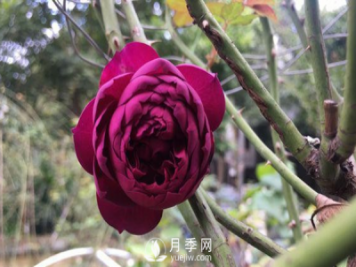 秋季开得美艳的月季花，非秋日胭脂月季莫属
