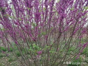 紫荆树与丛生紫荆的区别？