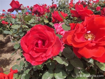 月季、玫瑰、蔷薇分别是什么？如何区别？