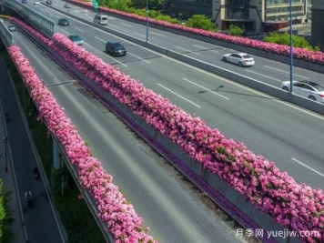 杭州高架月季初开，2024年又到走花路时间