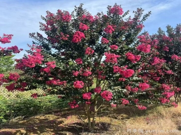 紫薇养护全攻略,开花多又美 紫薇养护全攻略,开花多又美
