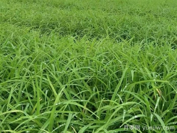 萱草的品种特性与园林应用配置价值 萱草的品种特性与园林应用配置价值