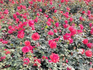 西宁月季花，四季绽放的乐章